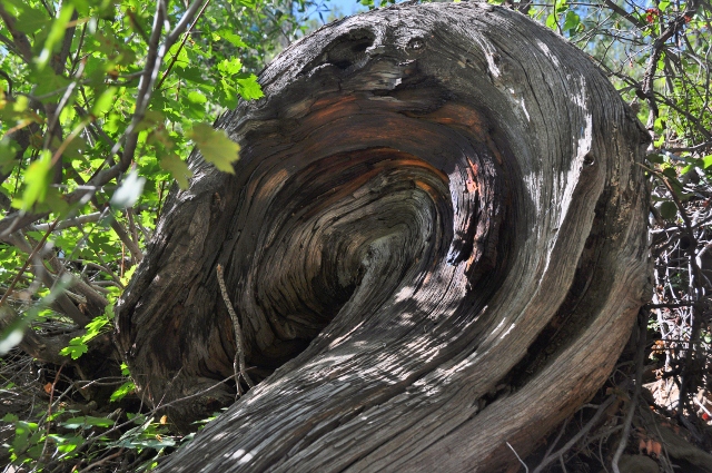 an old gnarled tree trunk